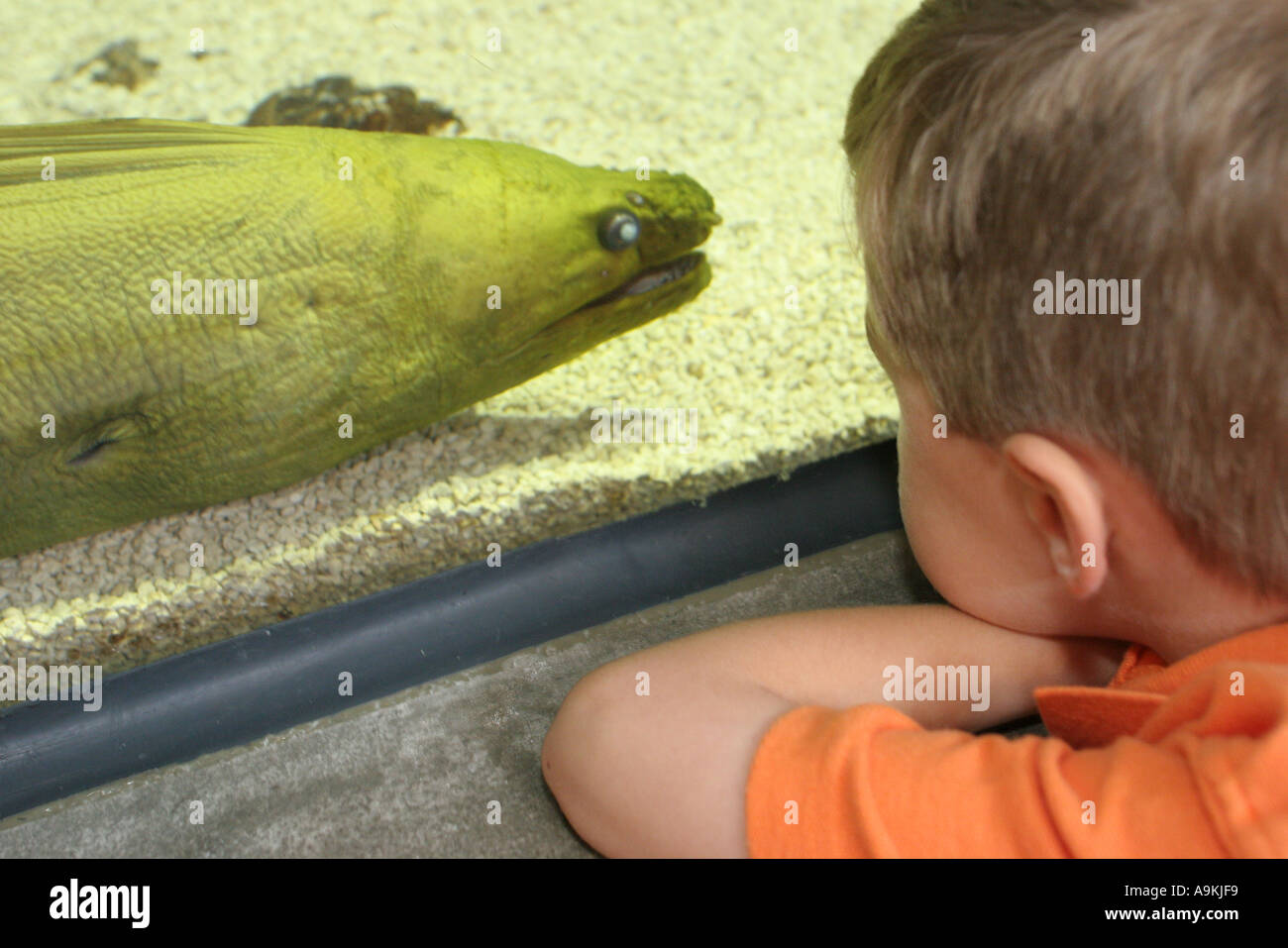 Alabama Dauphin Island, l'estuario, acquario pubblico, mostra estuario, ragazzo ragazzi papà ragazzo ragazzo ragazzi ragazzi bambini bambini bambini bambini, anguilla, visitatori viaggio tra Foto Stock