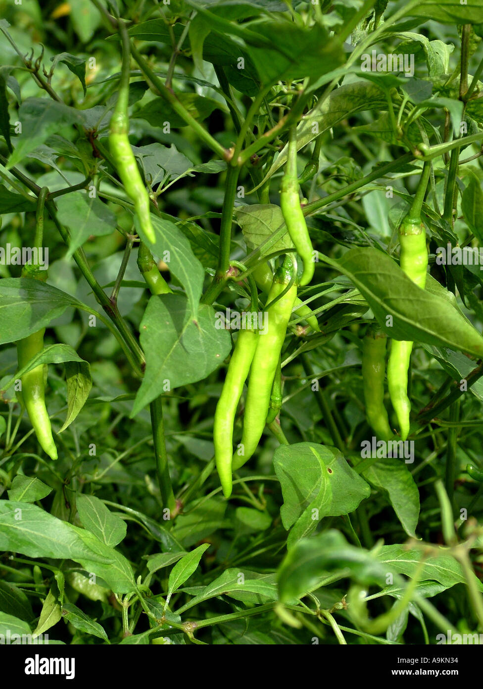 Pianta del peperoncino verde Foto stock - Alamy