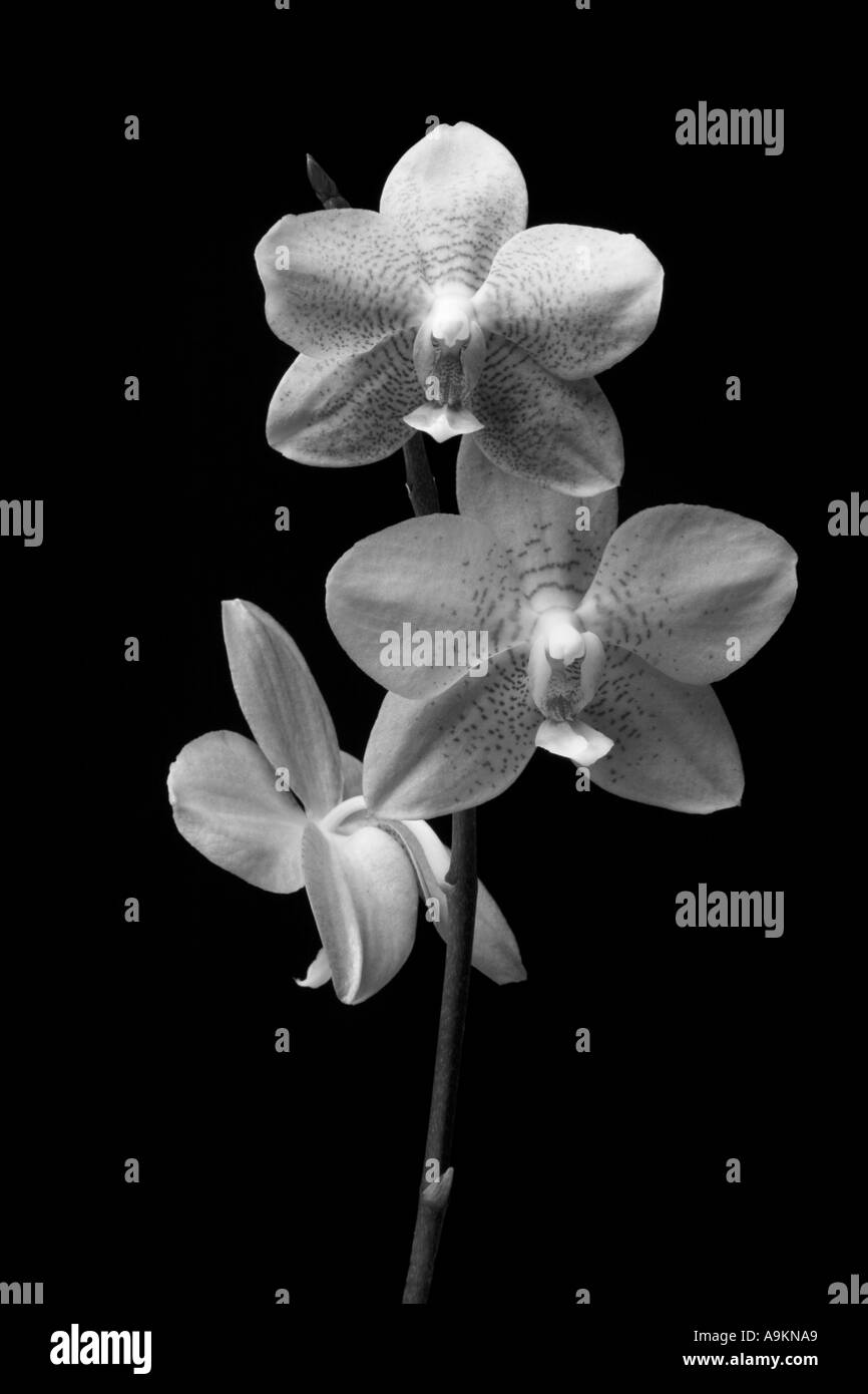 Ancora la vita di un'orchidea in bianco e nero Foto Stock