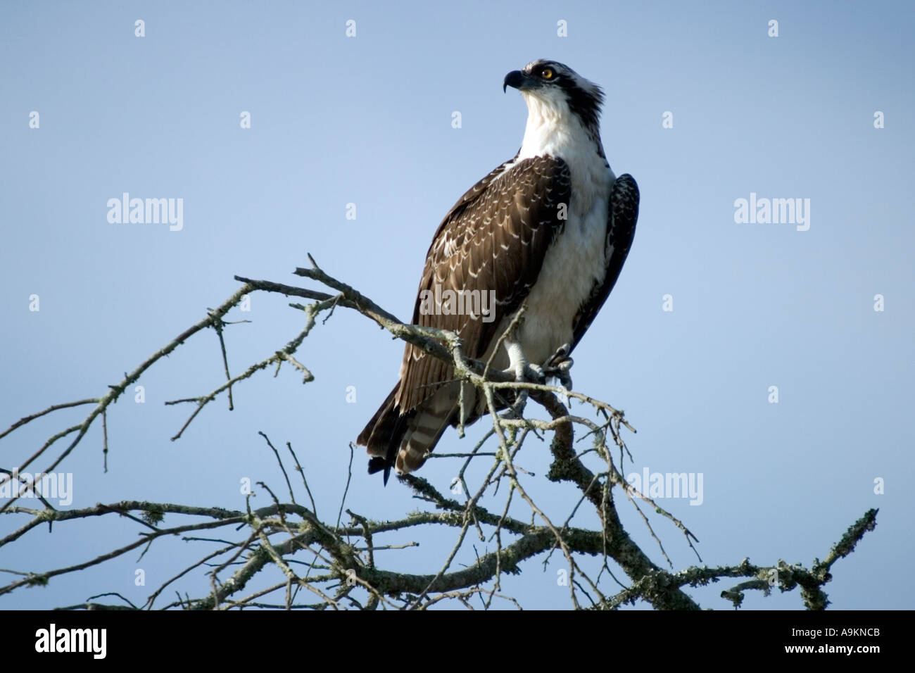 Osprey appollaiato in un grande pezzo di driftwood e incorniciata da un cielo blu su Amelia Island Florida USA Foto Stock