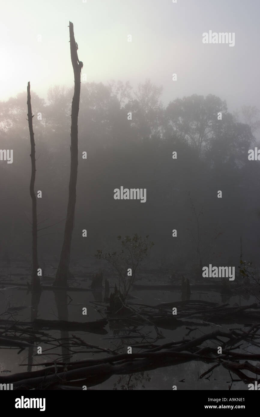 Una paludosa zona paludosa con due alberi morti in piedi in Atlanta GA USA Foto Stock