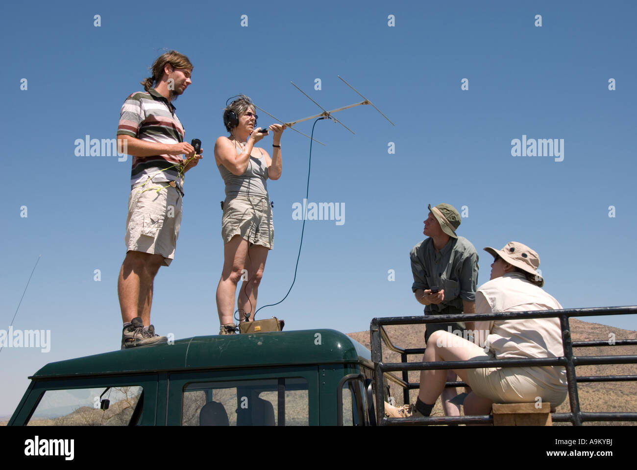 Spedizione della biosfera volontari mediante telemetria radio direzione ricerca di attrezzature per via radio ghepardo a collare e in Leopard Foto Stock