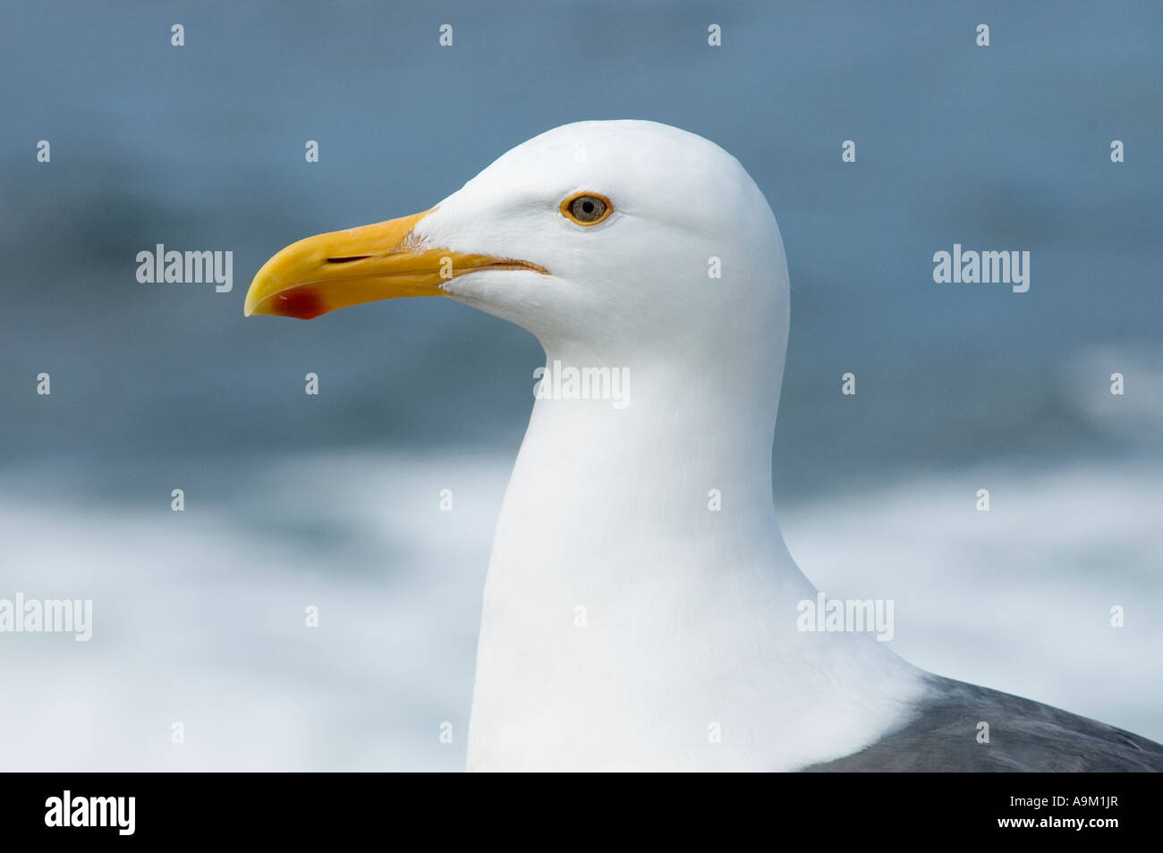 Graphic pongono di seagull close up Foto Stock
