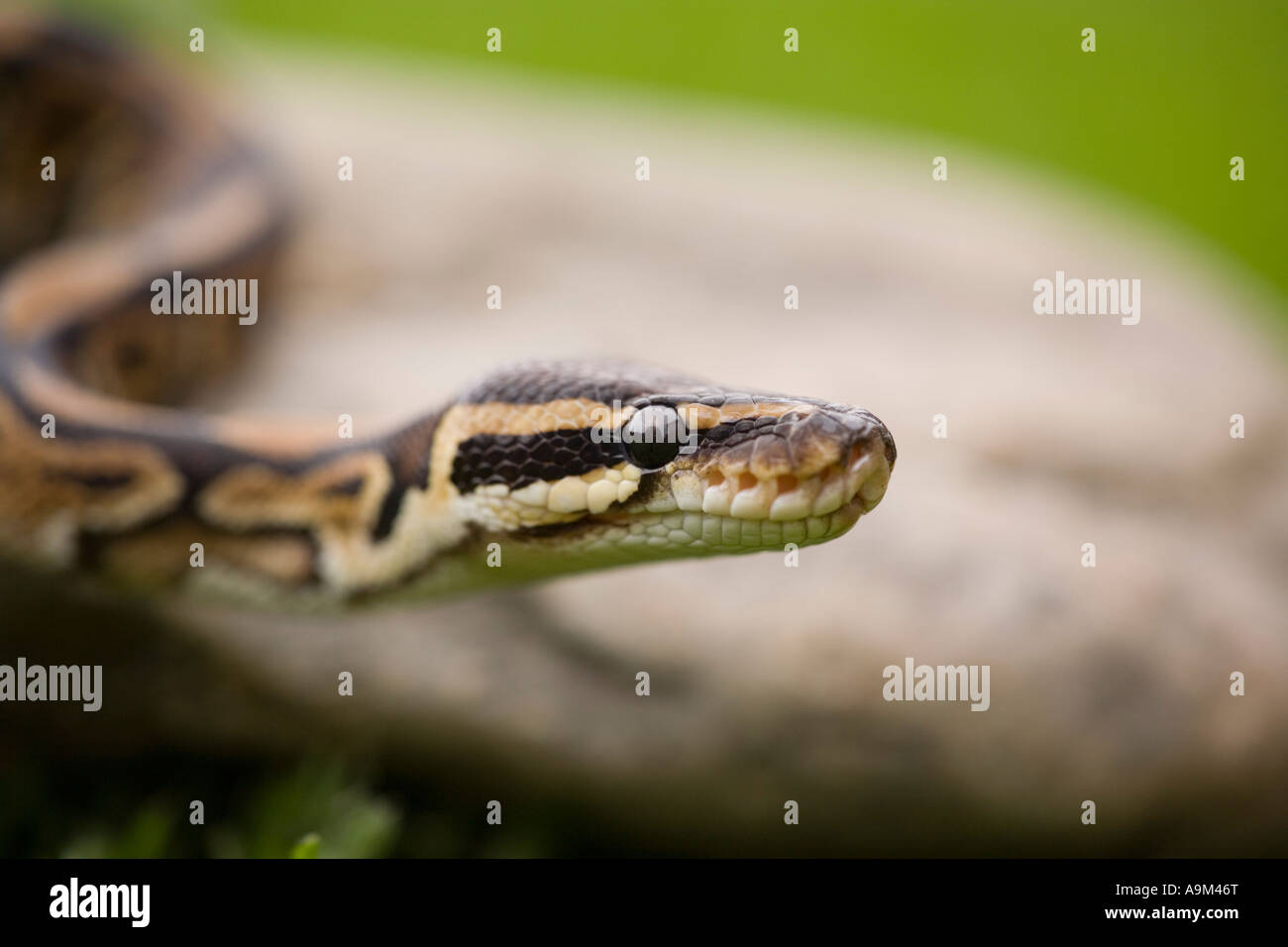 Royal python,Ball Python Foto Stock