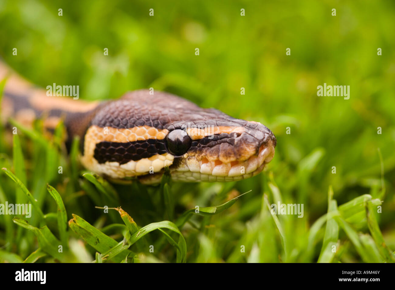 Royal Python Python a sfera Foto Stock