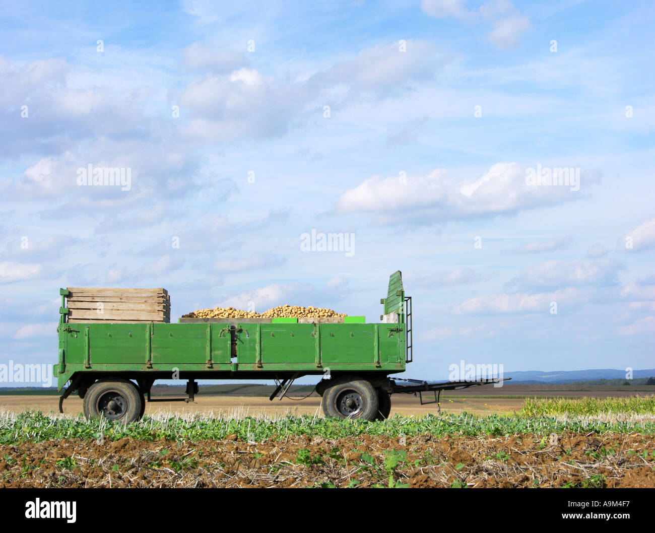 Raccolta La raccolta delle patate Patata veicolo blu cielo nuvole allevamento campo mature autunno tarda estate Foto Stock