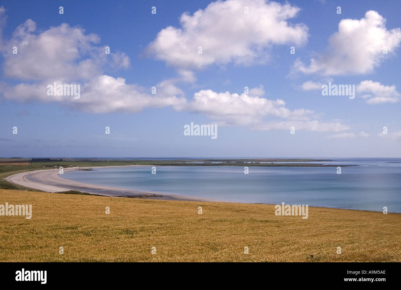 dh Backaskaill Bay SANDAY ORKNEY campo di Barley Bay blu cielo raccolto bianco nuvole Scozia isolamento tranquilla costa isola uk costa scozzese Foto Stock