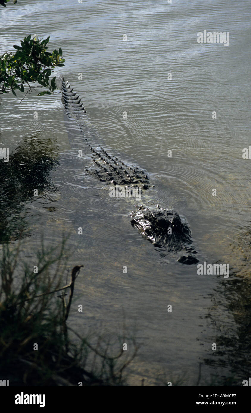 Alligatore, Everglades National Park, Florida, Stati Uniti d'America Foto Stock