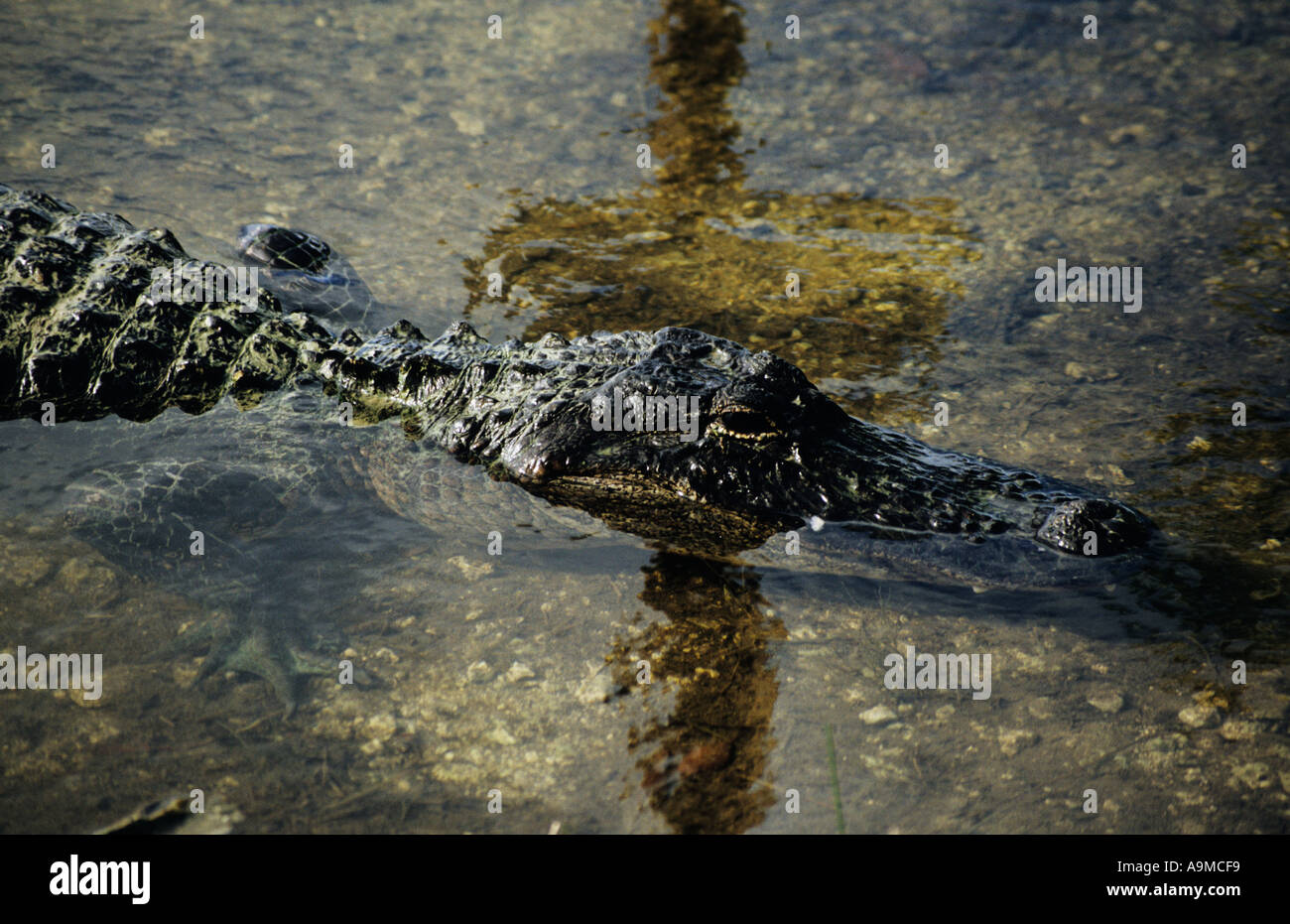 Alligatore Everglades National Park Florida USA Foto Stock