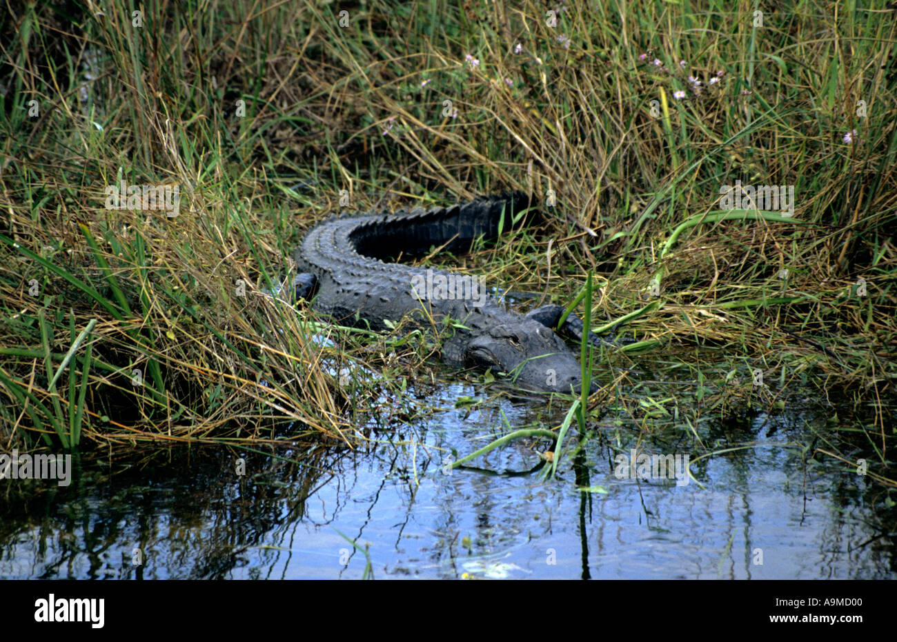 Alligatore Everglades National Park Florida USA Foto Stock