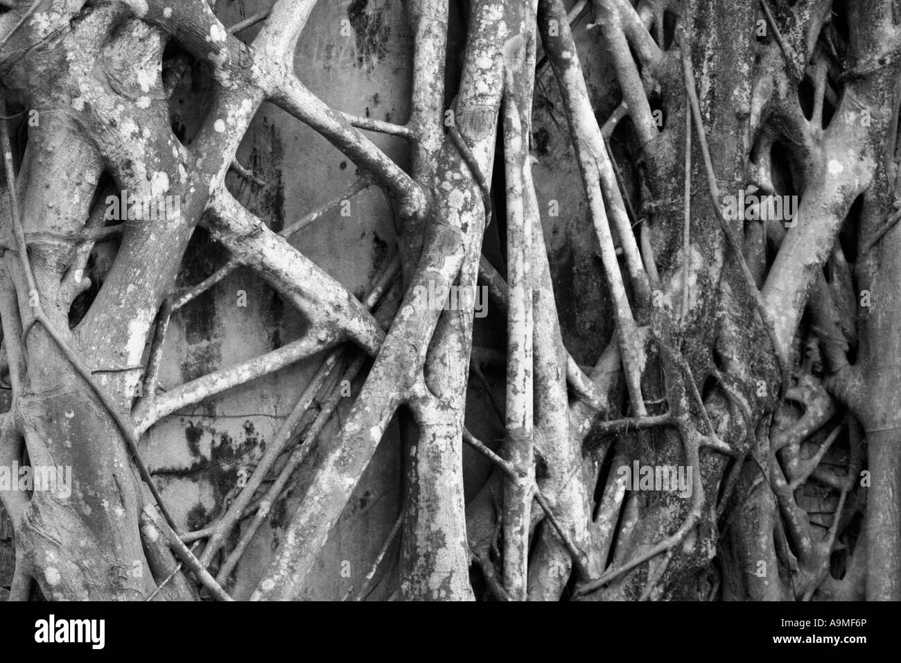 Vecchio edificio travolto dalle radici di un albero di Rose, delle isole Andamane e Nicobar, Kerala. Foto Stock