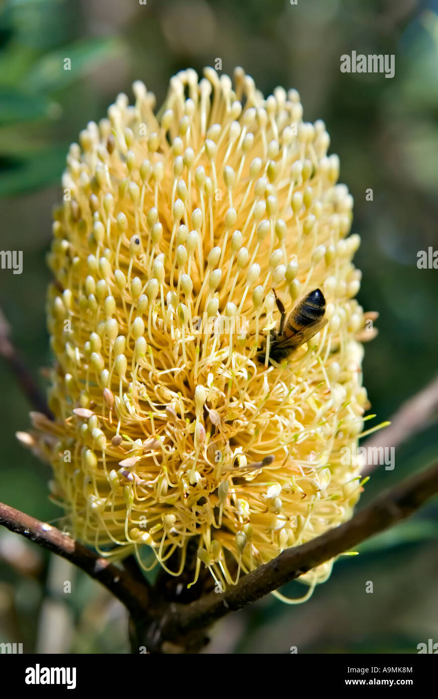 Un ape è capovolto nel raccogliere il polline di un grande giallo fiore banksia Foto Stock