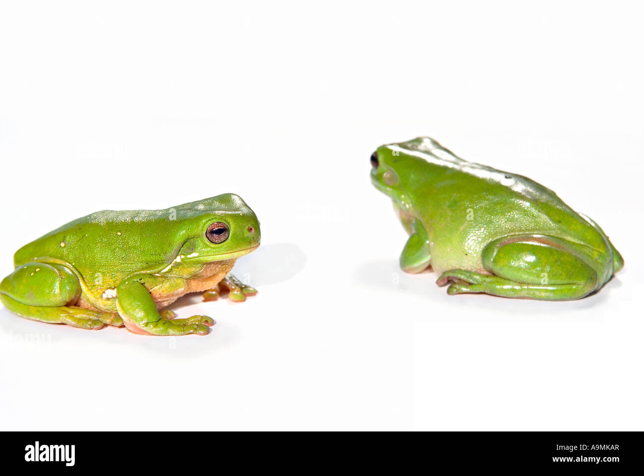 Due rane verdi litoria caerula isolati su sfondo bianco si è affacciata e uno di distanza Foto Stock