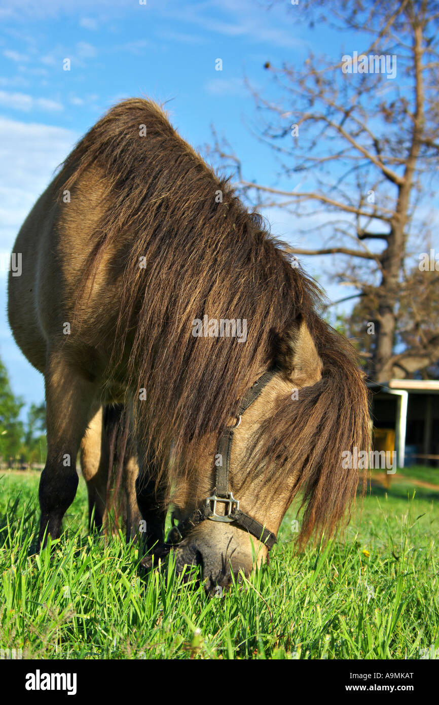 Un piccolo marrone a cavallo con hairy lunga criniera si piega verso il basso per mangiare l'erba Foto Stock