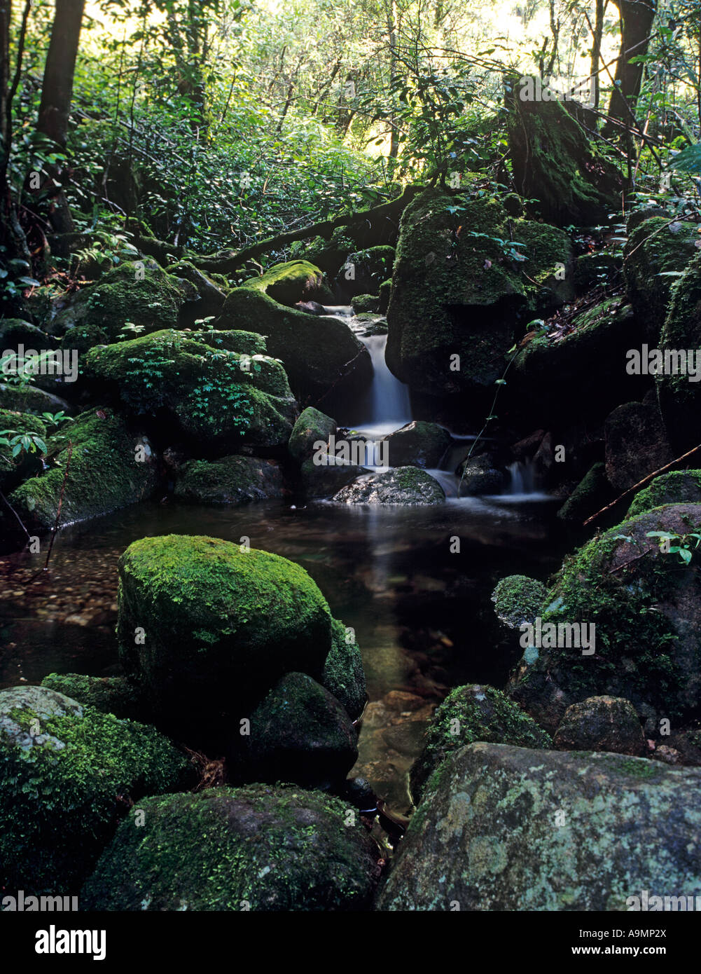 SHOLA ERAVIKULAM NEL PARCO NAZIONALE DI MUNNAR KERALA Foto Stock