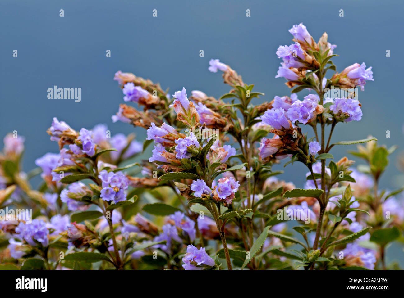 NEELAKURINJI ERAVIKULAM NEL PARCO NAZIONALE DI MUNNAR KERALA Foto Stock