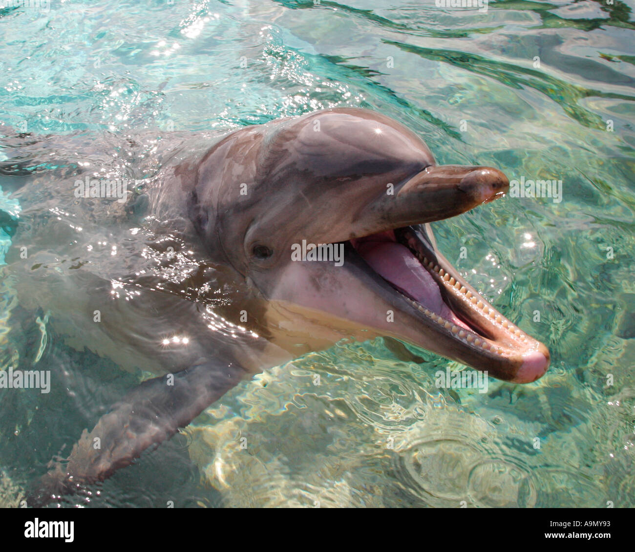 Close up di un delfino con la sua bocca aperta preso in Sea World San Diego CA Foto Stock