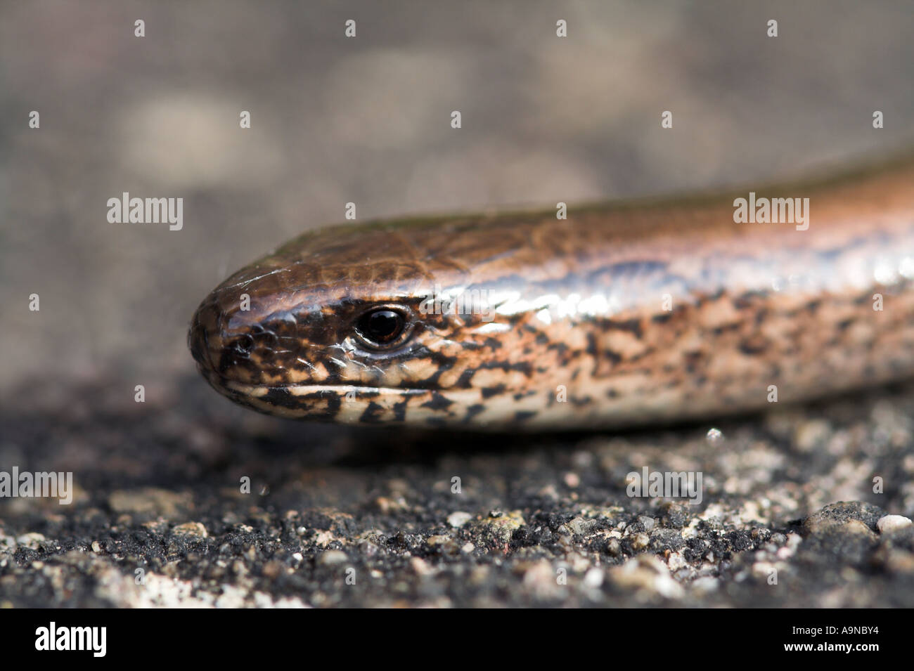 Colpo di testa di un comune Slow Worm che è protetto in Gran Bretagna sotto la sezione 5 della fauna selvatica e la campagna Act 1981 Foto Stock