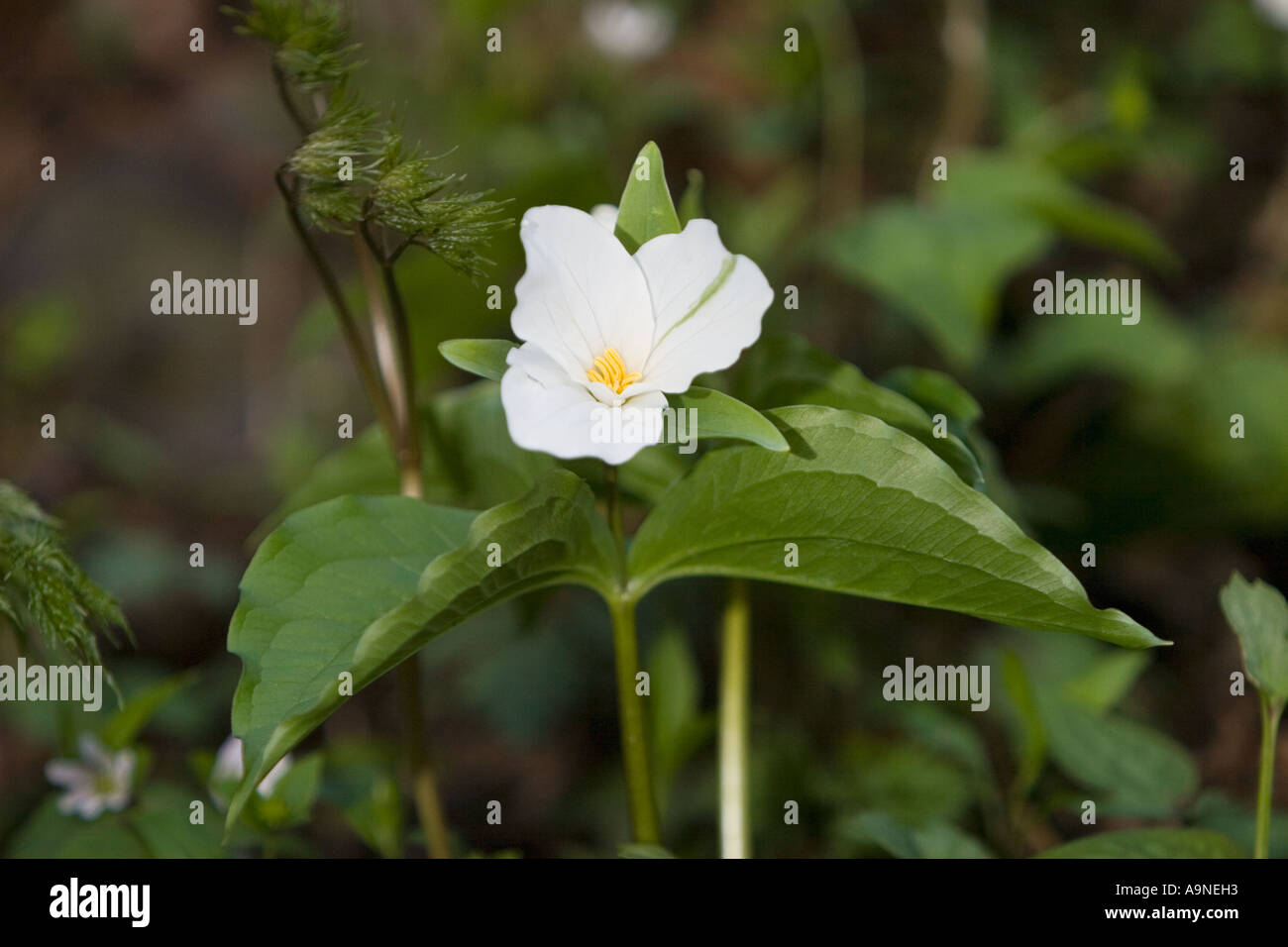 White Trillium Trillium Grandiflorum nelle Smoky Mountains Foto Stock