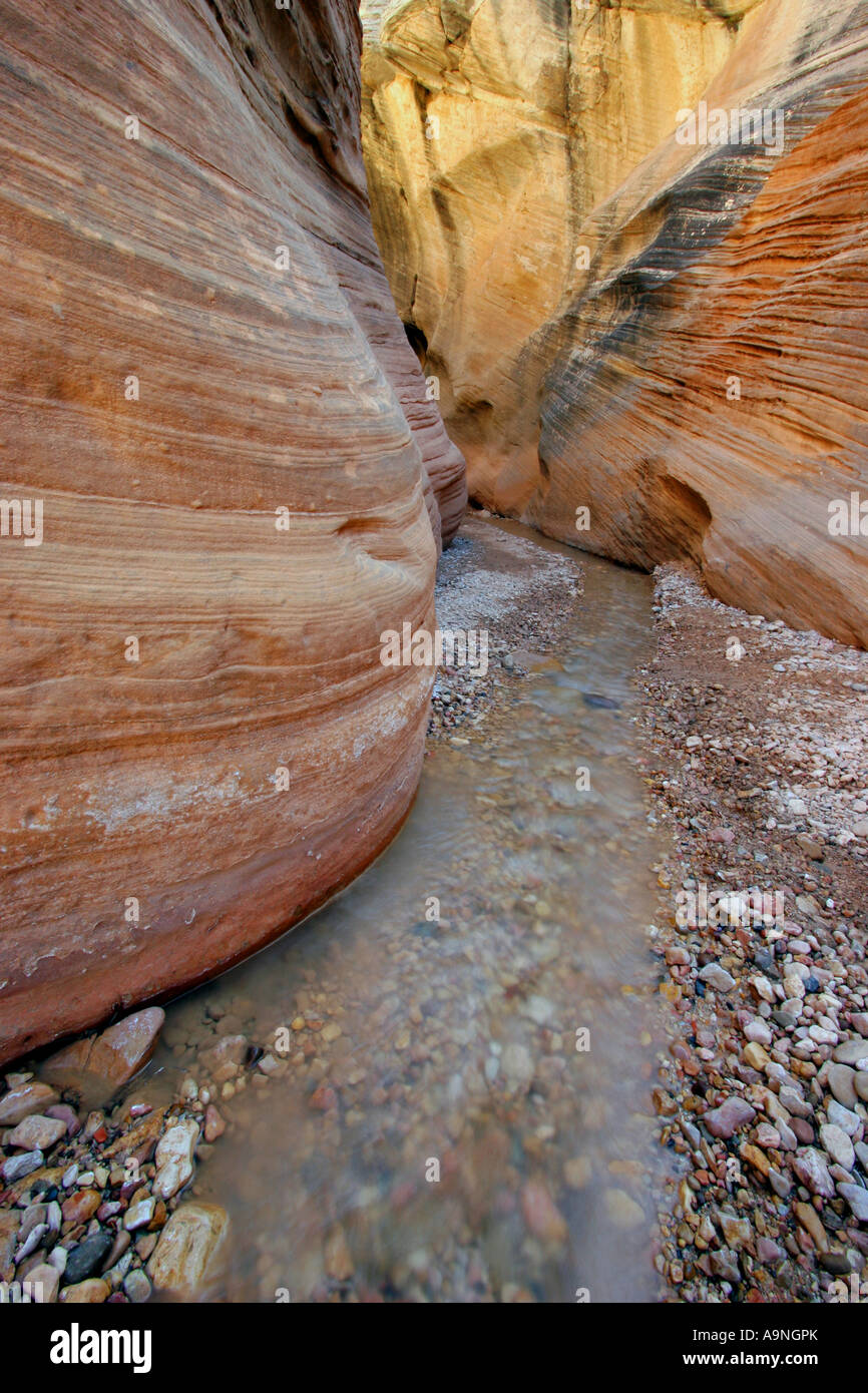 Willis creek canyon slot, la grande scala escalante National Monument, Utah Foto Stock