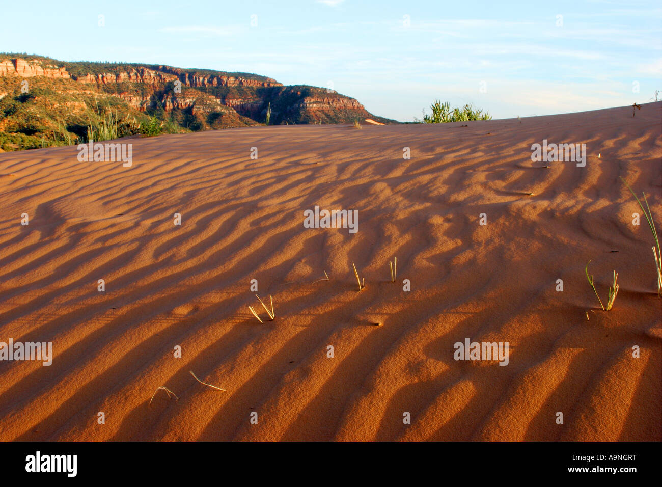 Tramonto, Coral Pink sand dunes state park, Utah Foto Stock