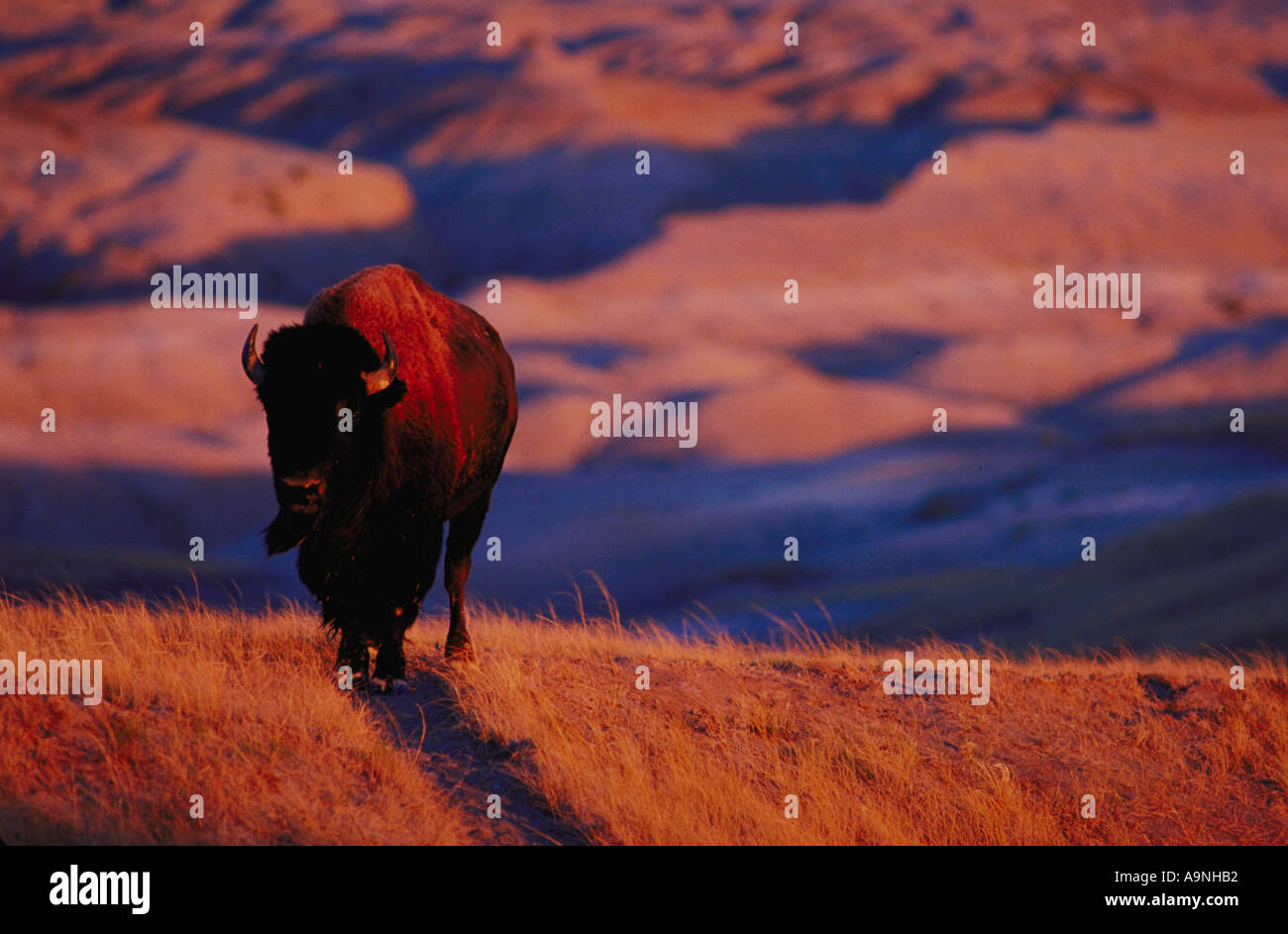 Bison bison bison bull nella luce della sera buffalo bull Parco nazionale Badlands SD Foto Stock