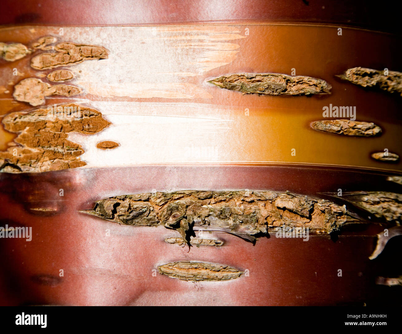 Corteccia di il Tibetano ciliegio Prunus serrula Foto Stock