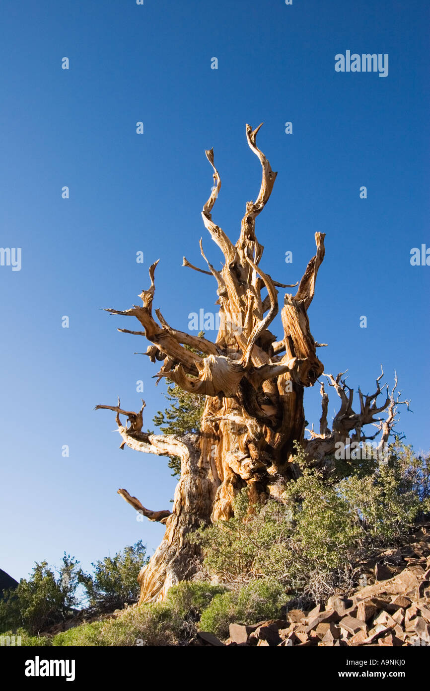 Antica bristlecone pine tree Pinus longaeva nelle antiche Bristlecone Pine Forest Inyo National Forest in California Foto Stock