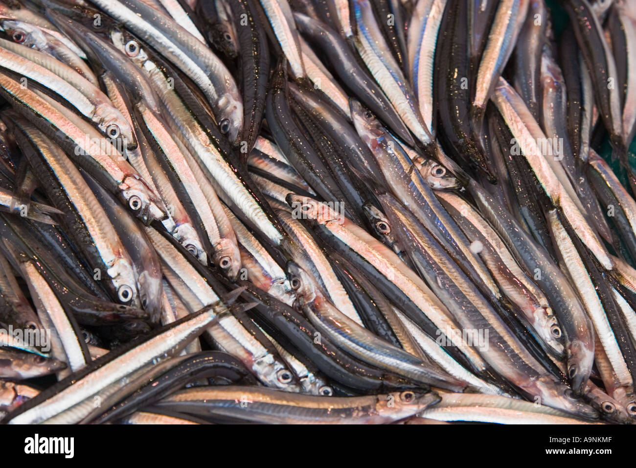 Acciughe fresche di pesce per la vendita su un mercato nel mercato Ameyoko vicino a stazione di Ueno, Taito Ward, Tokyo, Giappone Foto Stock