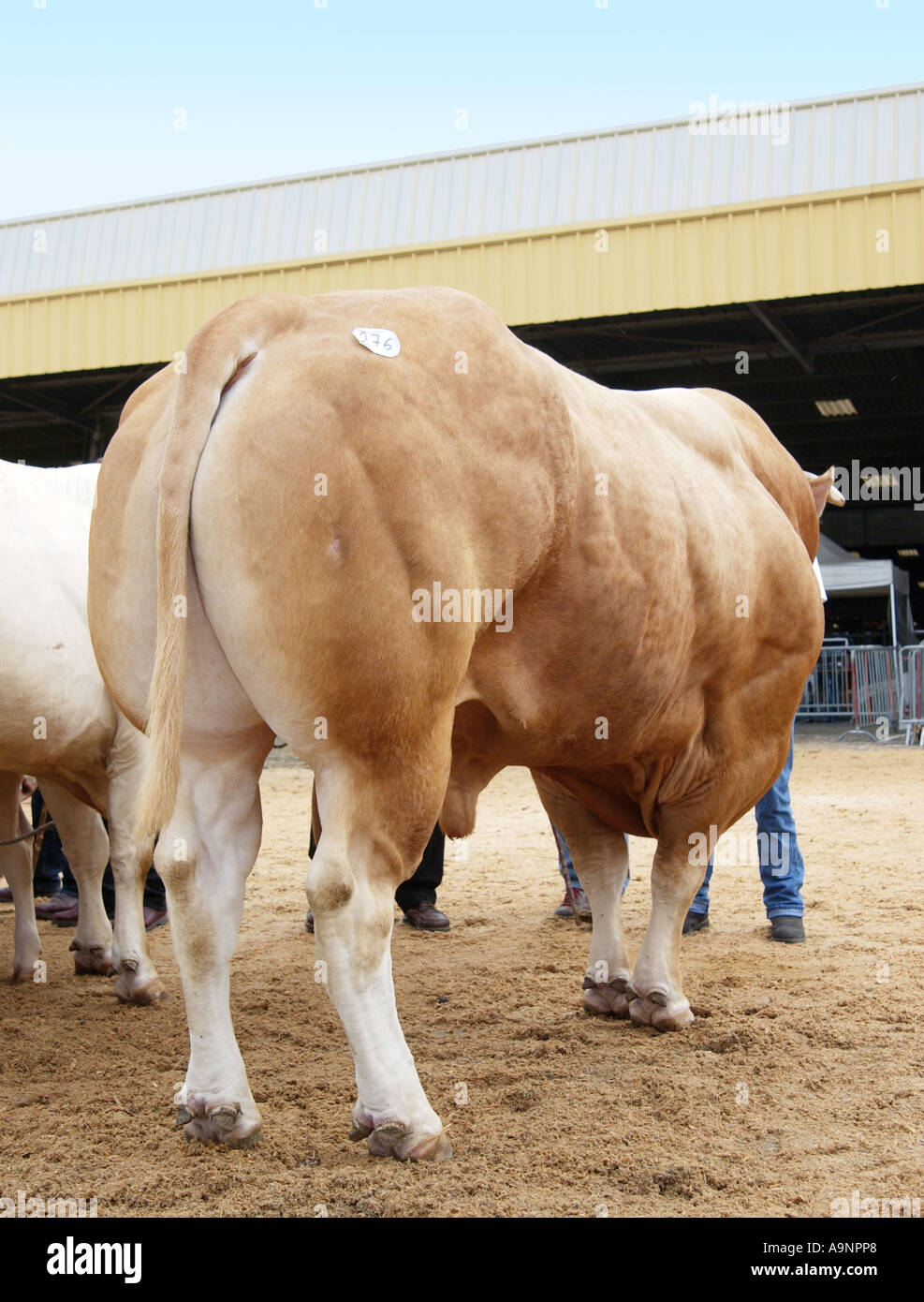 Bovini Fayre in Parthenay, Francia Foto Stock