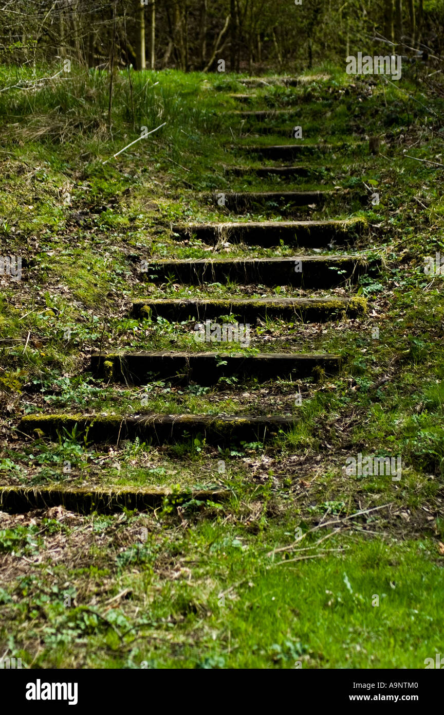 Passi in una boscosa pass Foto Stock
