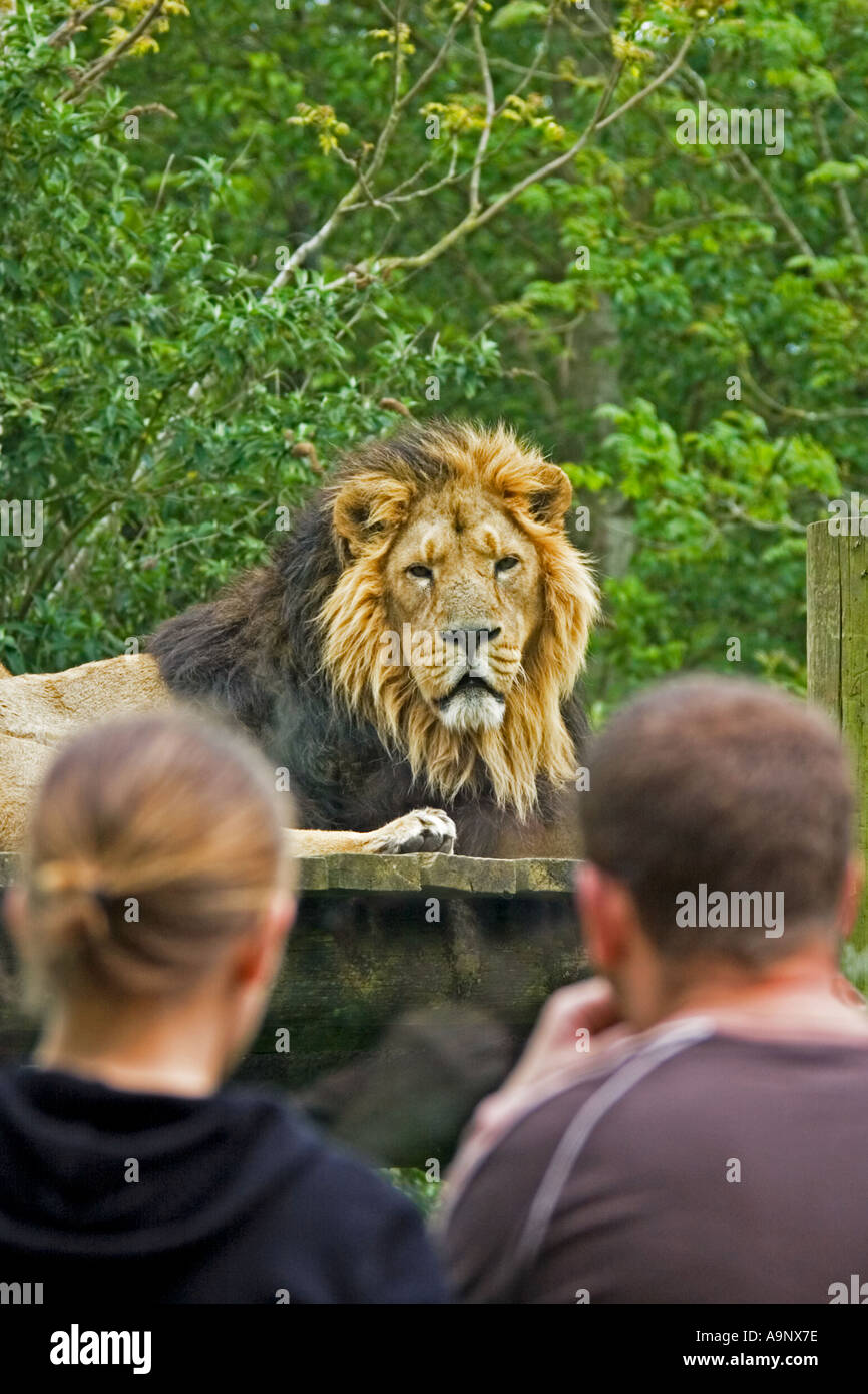 Un Lion (Panthera leo) guarda indietro a un paio di visualizzazione Foto Stock