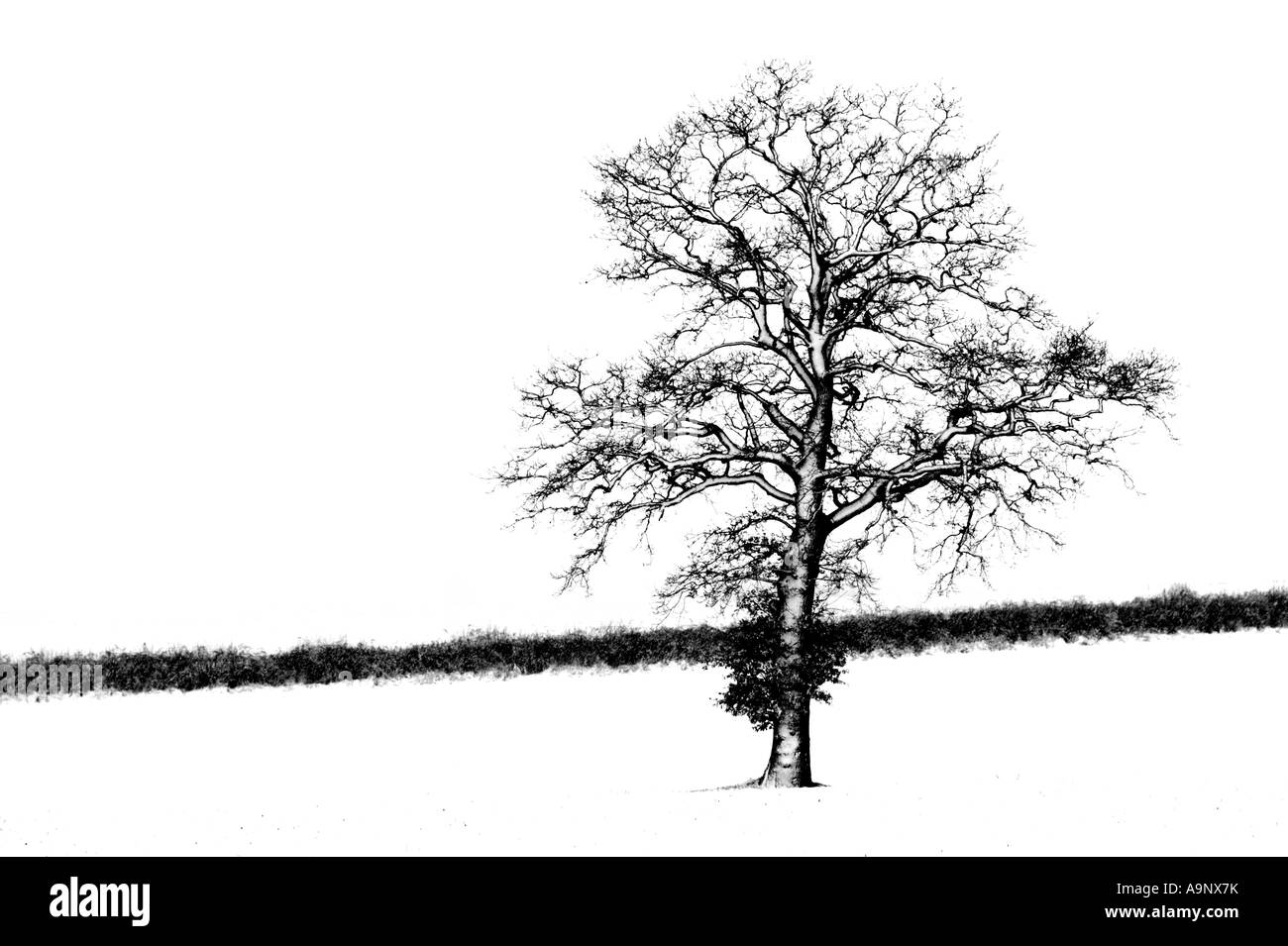 Una fotografia in bianco e nero di una quercia in piedi nel campo coperto di neve durante la bufera di neve Foto Stock