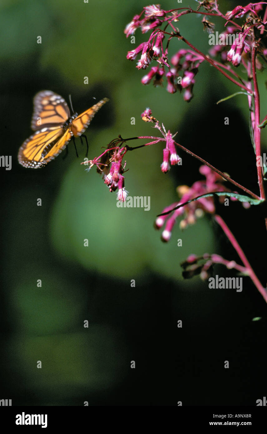 Monach butterfly a foresta di svernamento nel Messico centrale l'alimentazione prima della migrazione per tornare negli Stati Uniti e Cananda Foto Stock