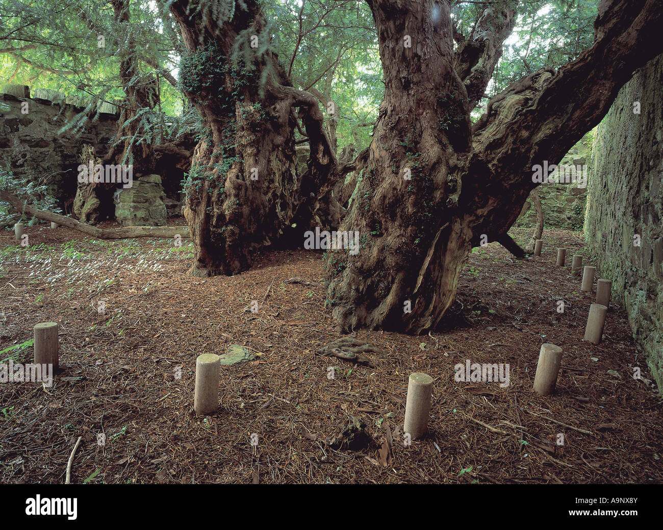 Fortingale Yew Tree (Taxus Bacata) in Scozia è beleived per essere il più antico albero in Europa può essere più di 4000 anni. Foto Stock