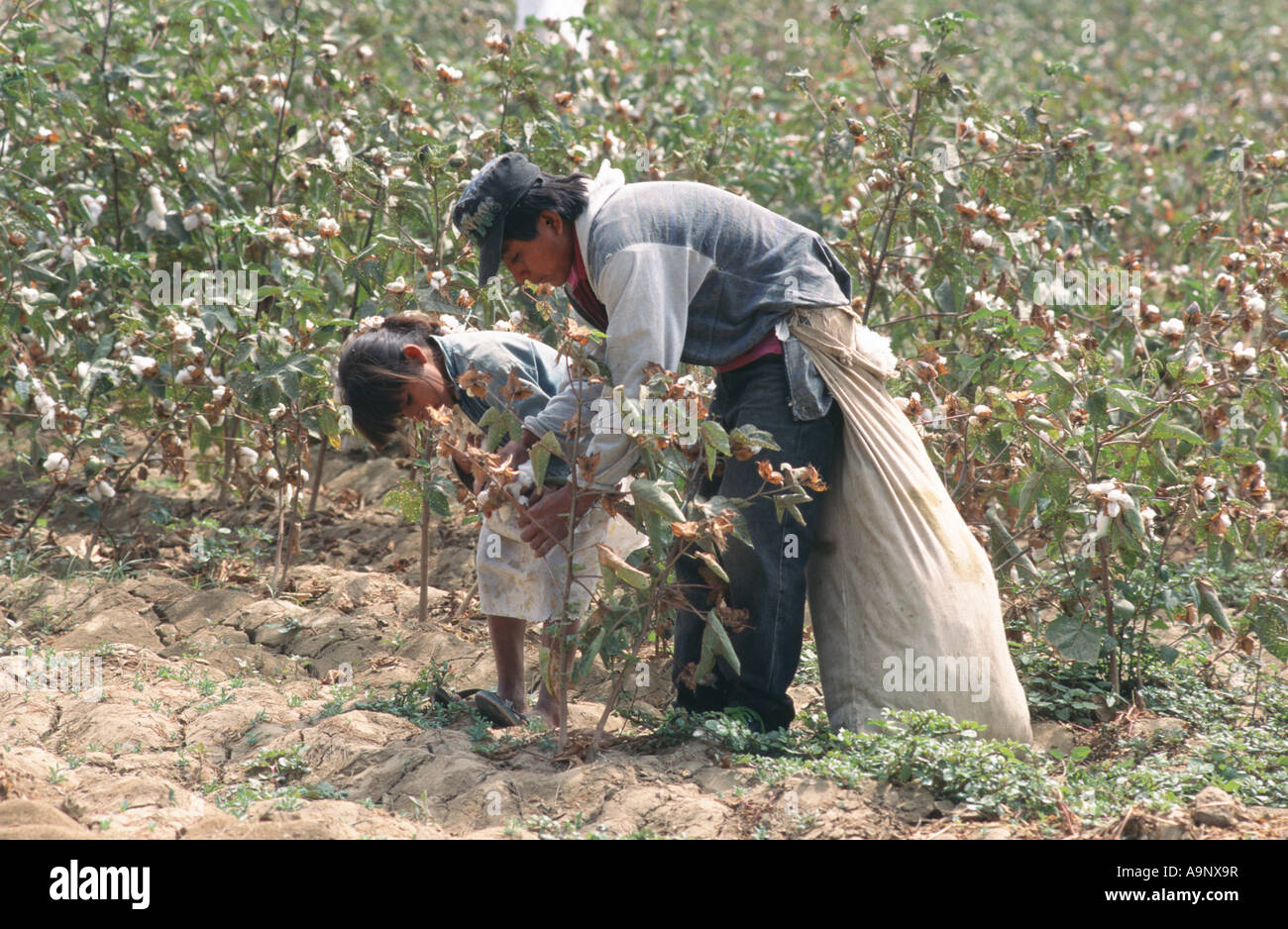 Il lavoro minorile essendo utilizzato per il raccolto del cotone sul campo irrigato nel deserto peruviano vicino Piurra Foto Stock