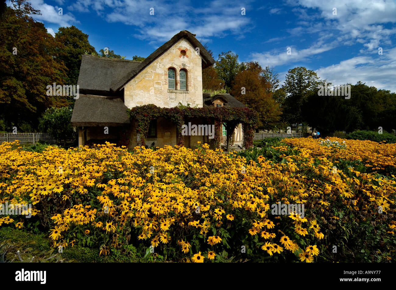 Vecchia casa sul campo di girasoli Francia Foto Stock