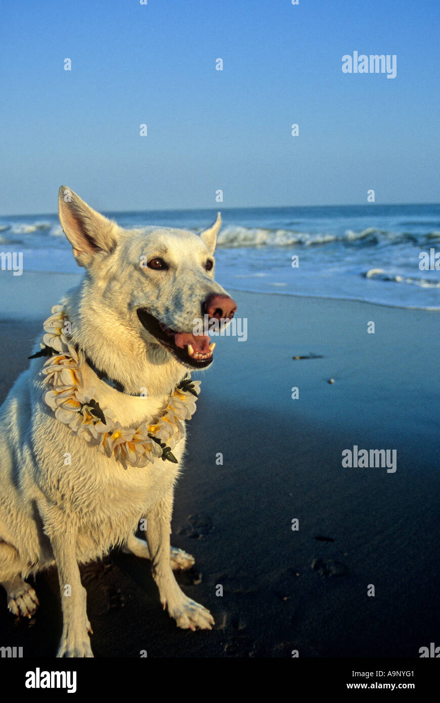 Cane bianco in spiaggia con lei Foto Stock