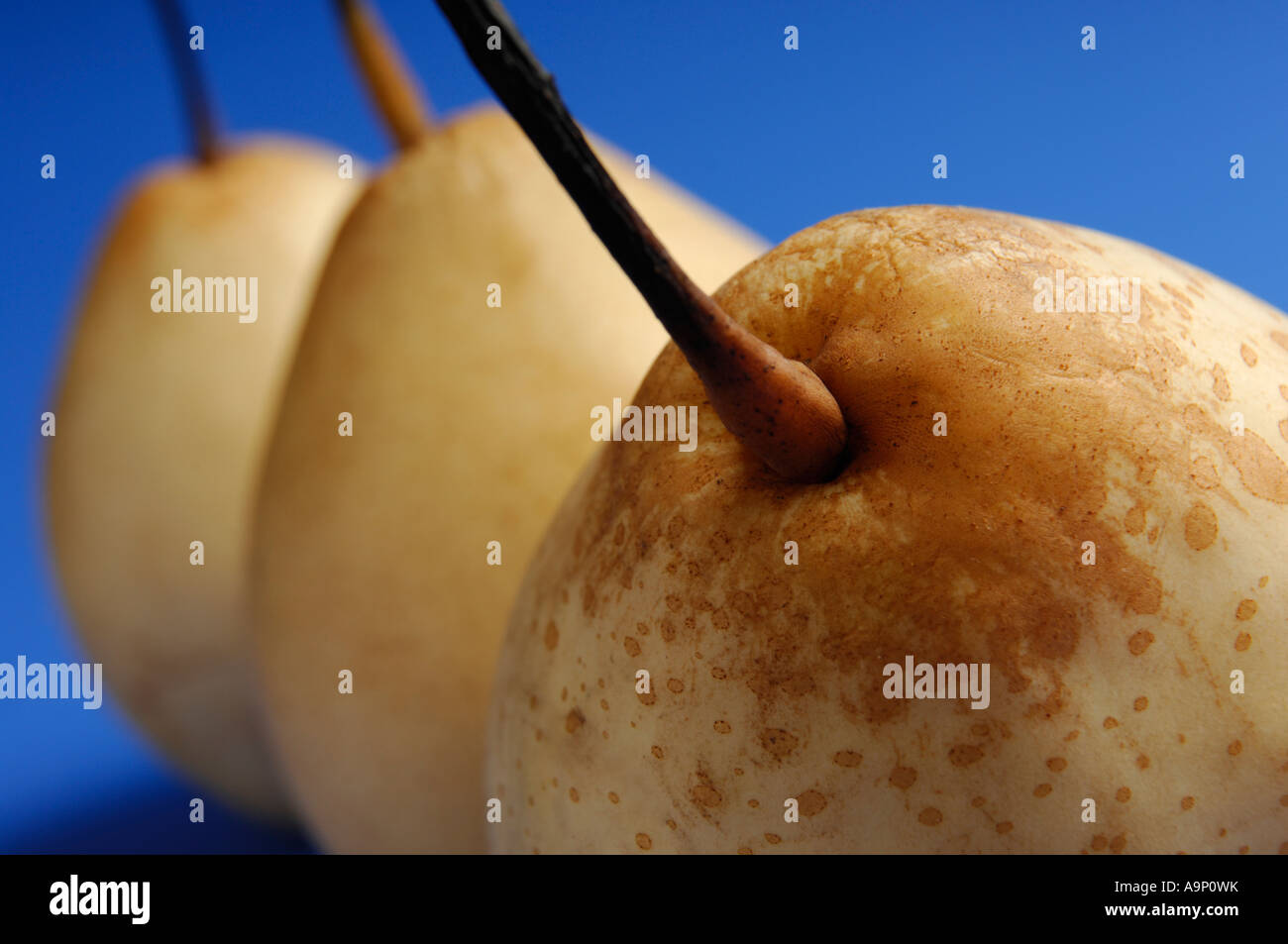 Pere cinesi nashi Pyrus pyriflora frutta alimentare Foto Stock