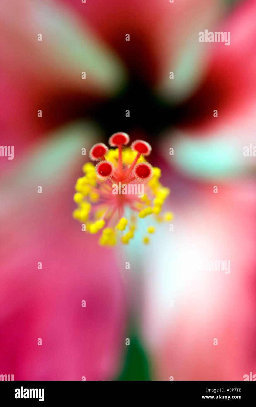 Immagine ravvicinata di hibiscus stame Foto Stock