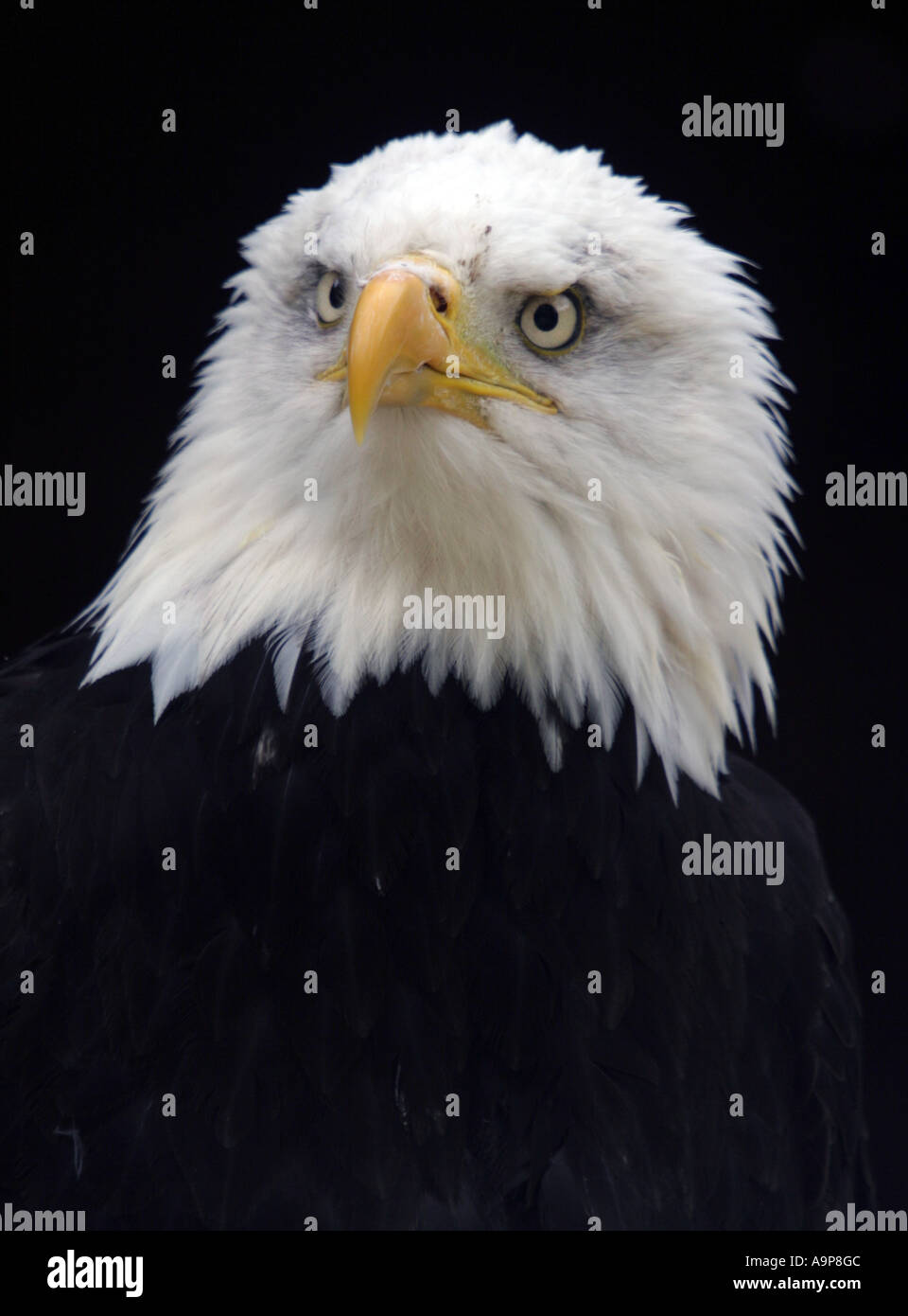Aquila calva ritratto contro uno sfondo scuro Foto Stock