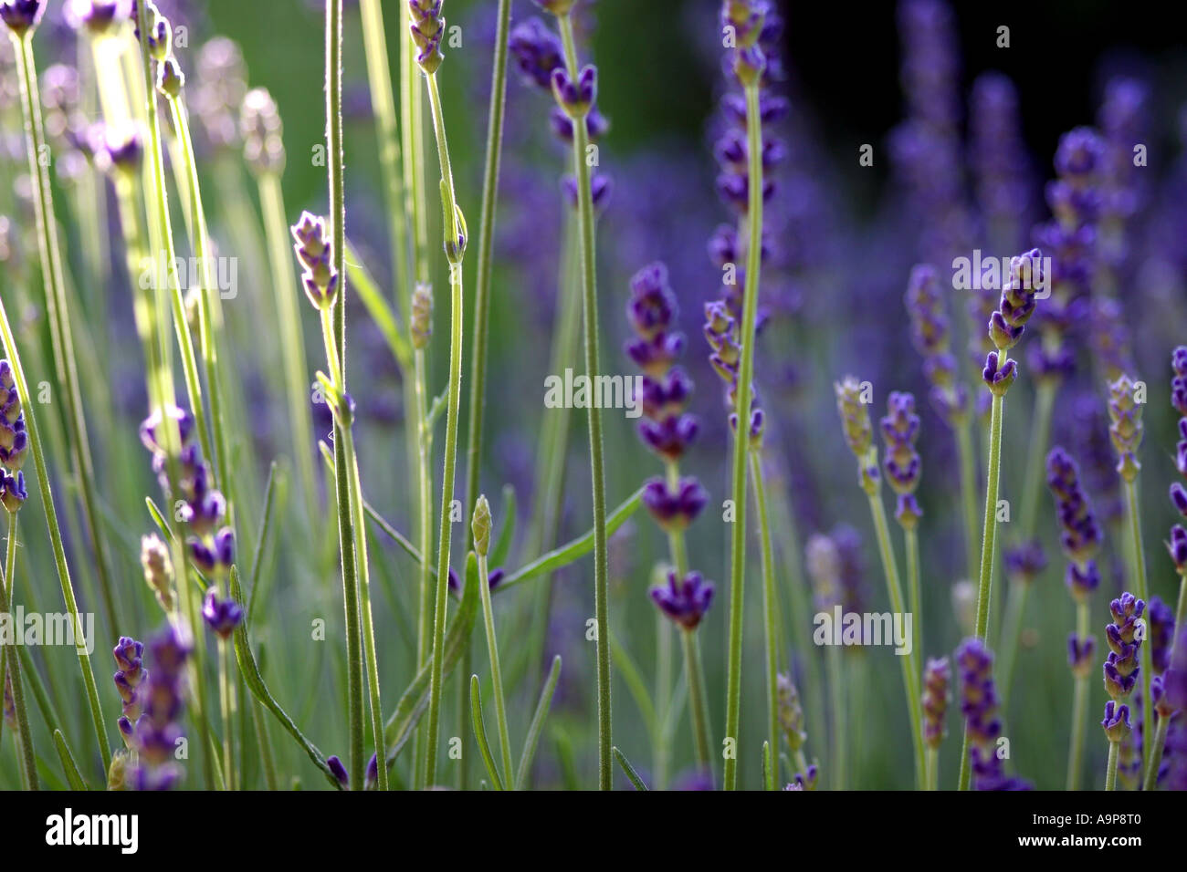 Lavandula angustifolia "vera". Fiori di lavanda in presenza di luce solare Foto Stock