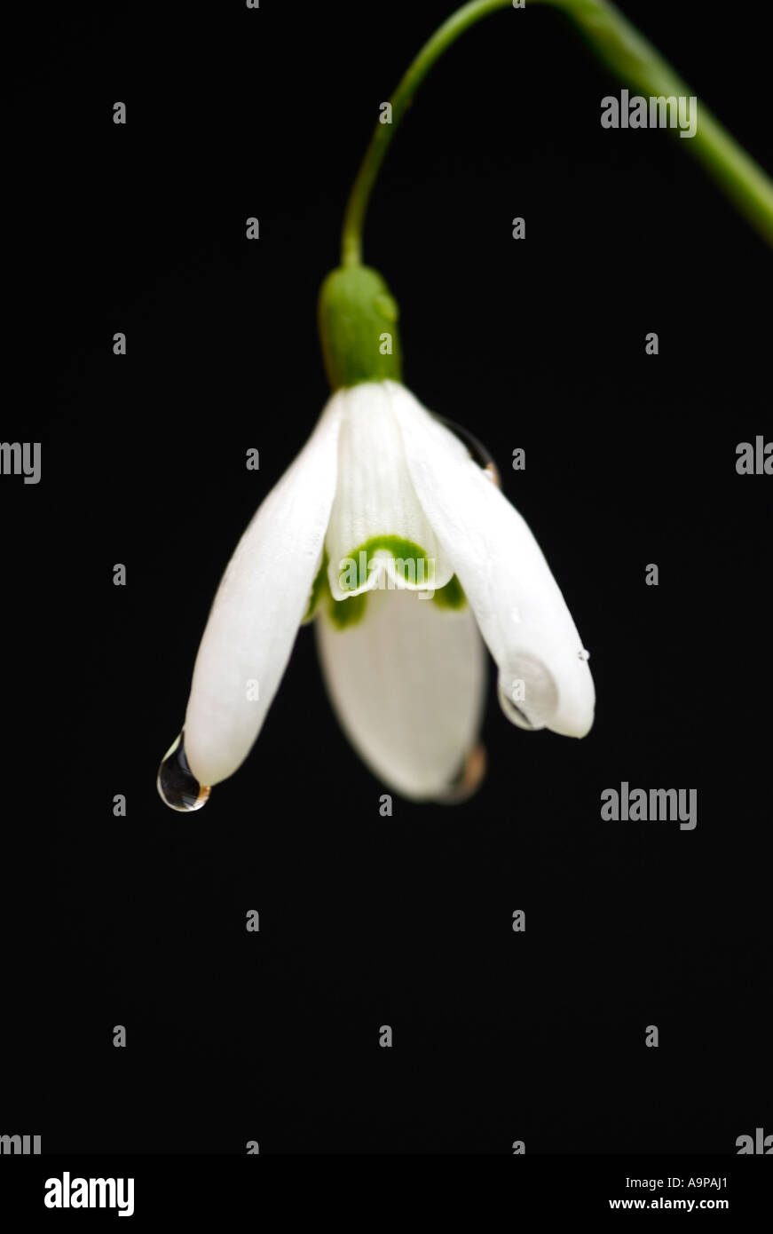 Galanthus. Unico snowdrop su sfondo nero Foto Stock