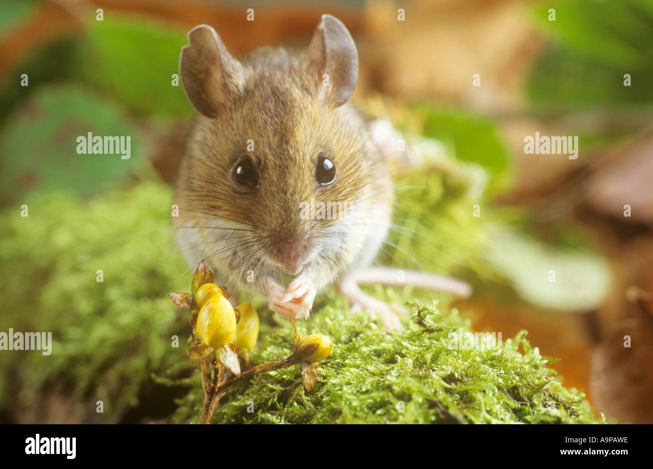 Apodemus sylvaticus Foto Stock