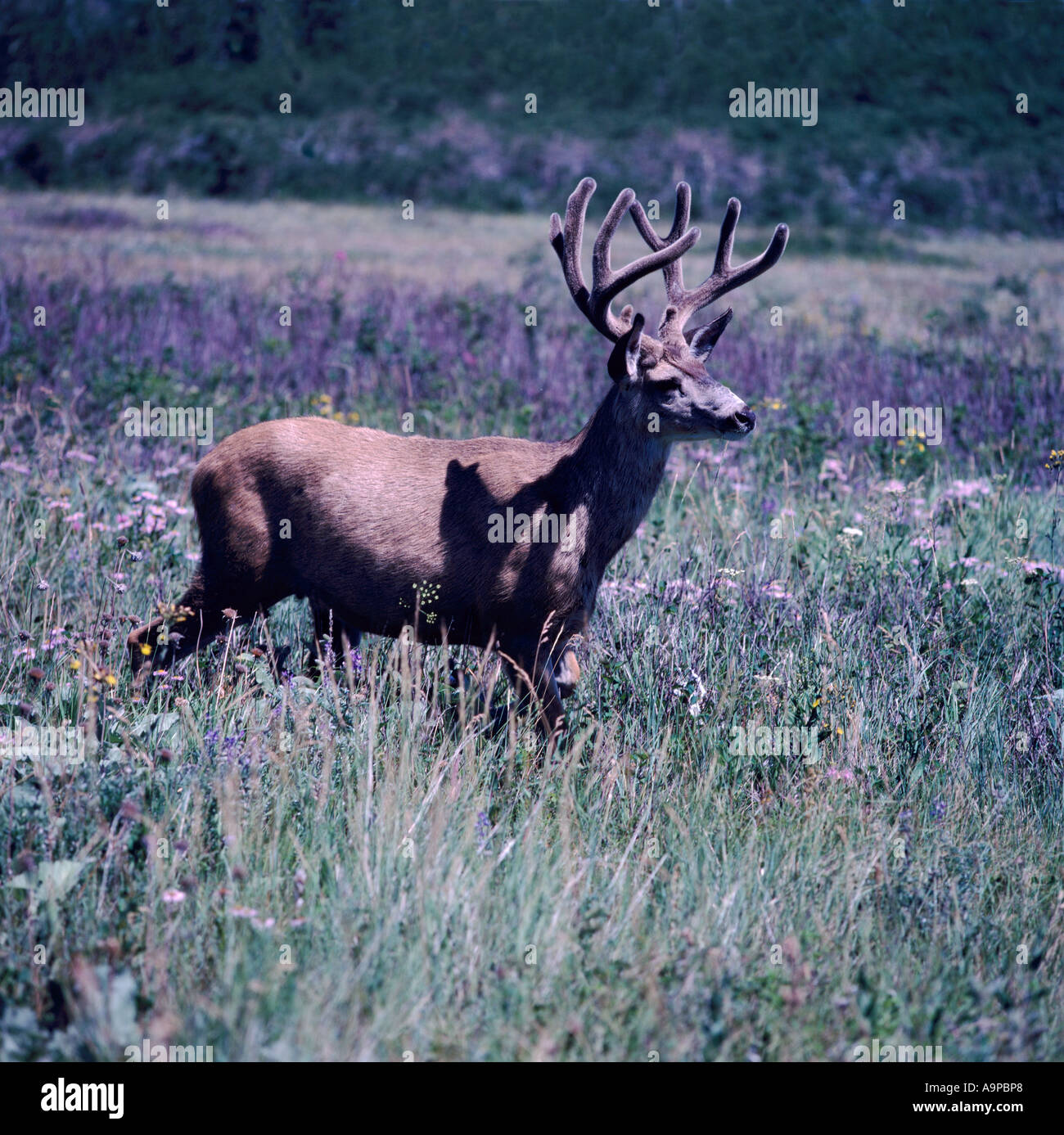 Mule Deer Buck (Odocoileus hemionus) in velluto in piedi nel prato di fiori selvaggi - North American animali selvatici Foto Stock