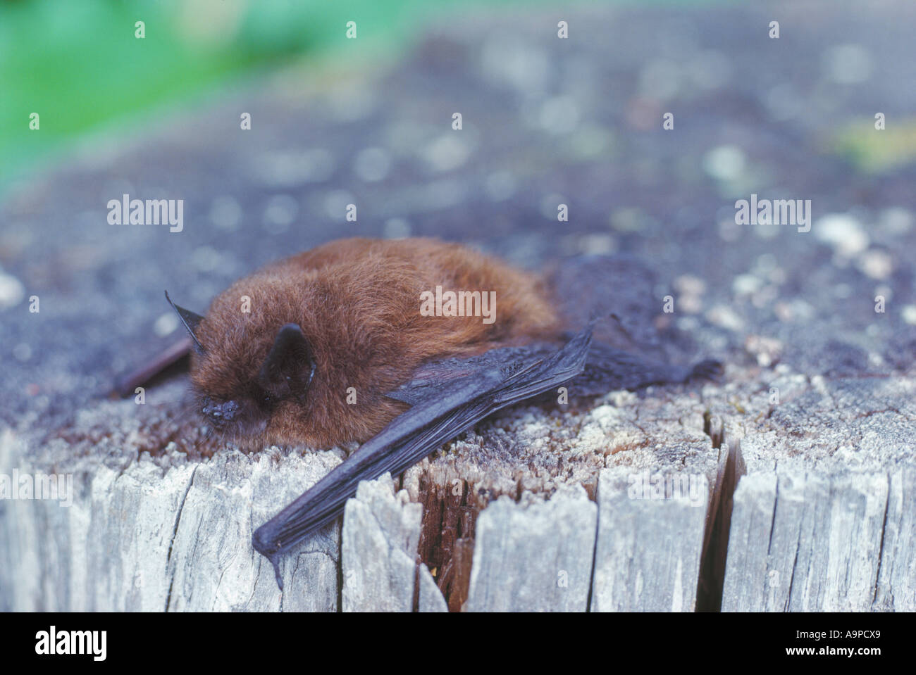 Little Brown Bat (Myotis lucifugus) giacente su un ceppo di albero - North American insettivori i pipistrelli Foto Stock