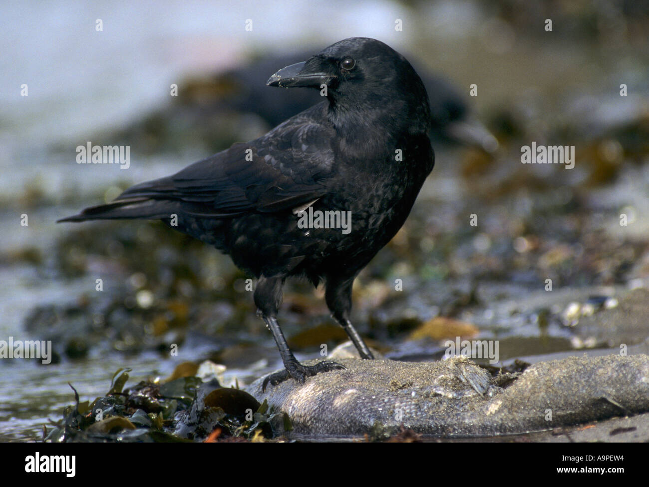 Northwestern Crow Corvus caurinus alimentazione su lavato fino il salmone Stanley Park a Vancouver BC Canada Foto Stock