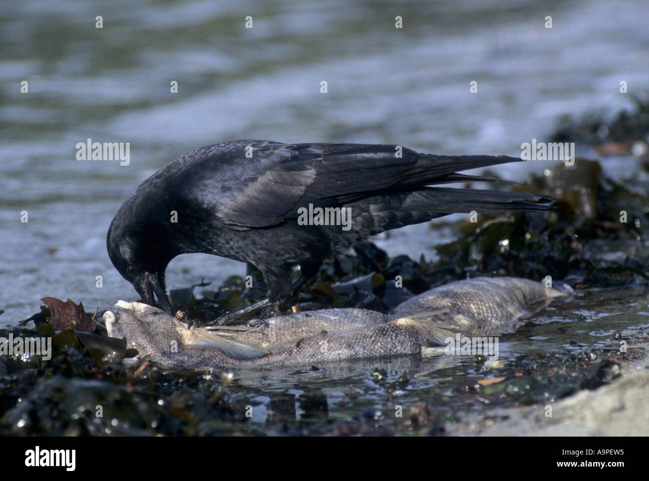 Northwestern Crow Corvus caurinus alimentazione su lavato fino il salmone Stanley Park a Vancouver BC Canada Foto Stock