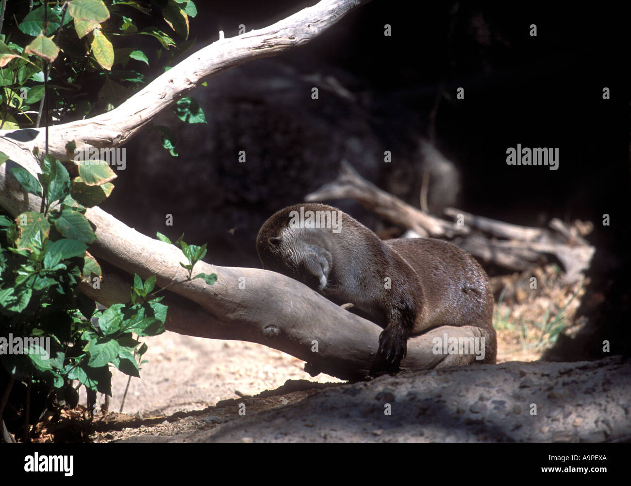 Lontra di fiume giocando sul log. Foto Stock