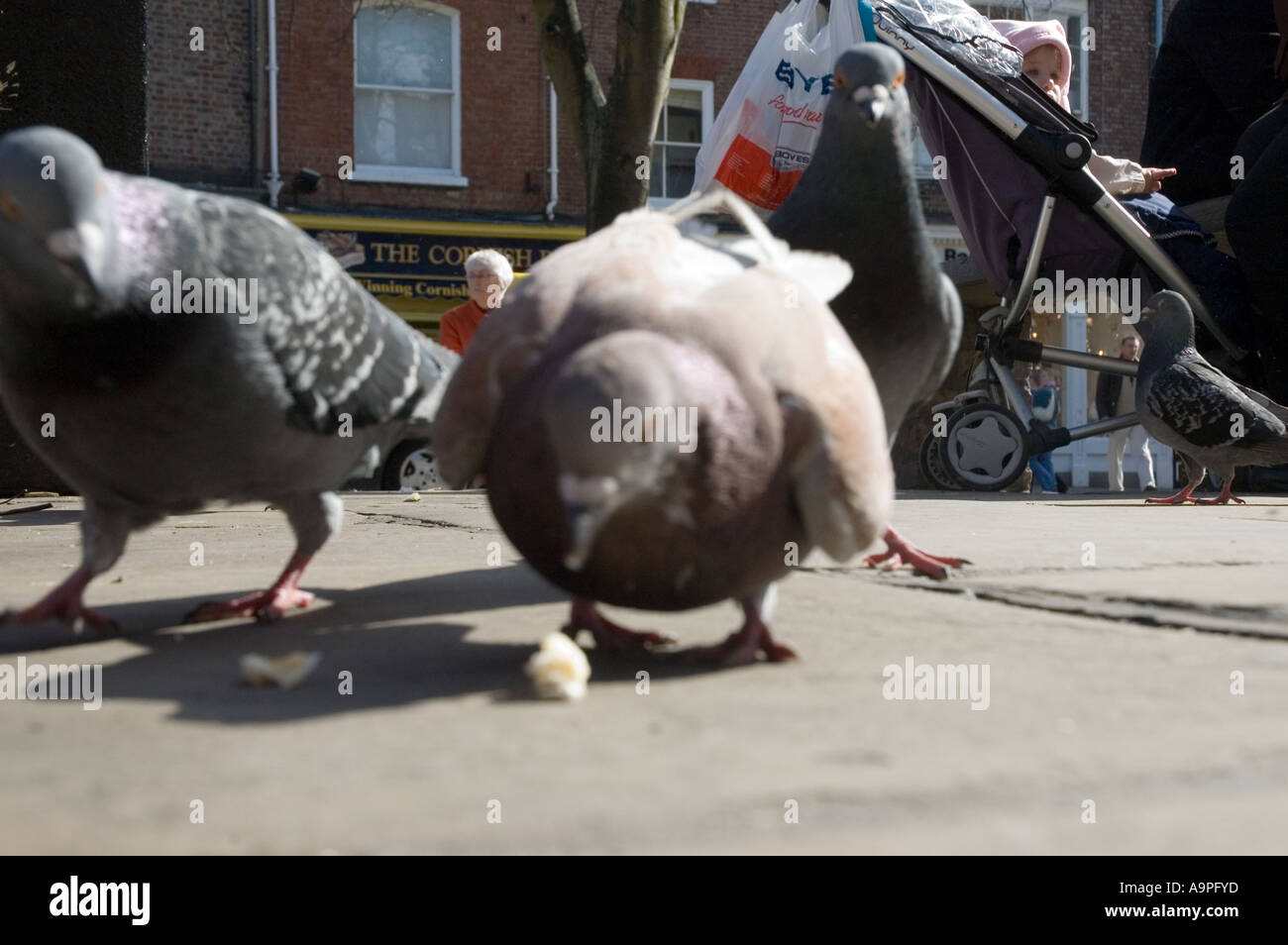 Feral Pigeon Columba livia Foto Stock
